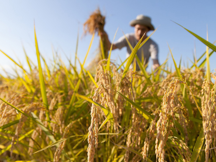 Agriculture Industry Sector